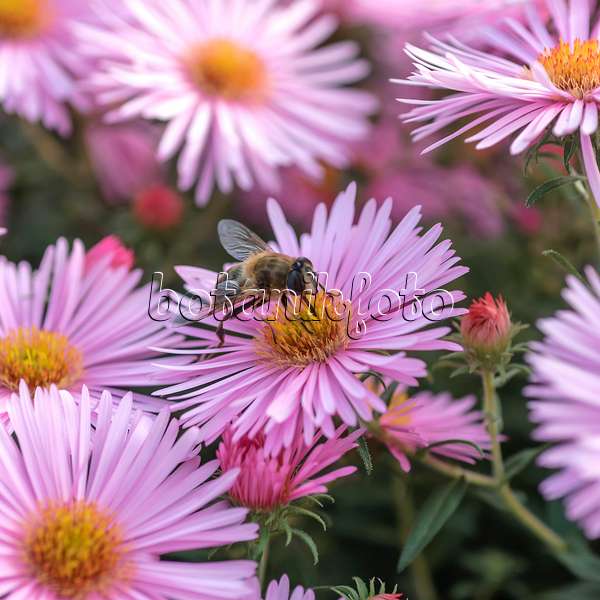 547068 - New England aster (Aster novae-angliae 'Abendsonne') and bee (Apis)