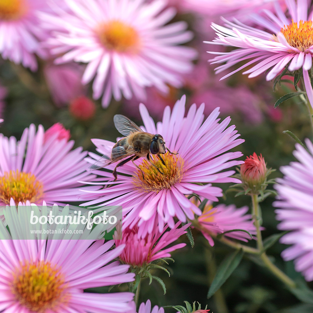 547068 - New England aster (Aster novae-angliae 'Abendsonne') and bee (Apis)