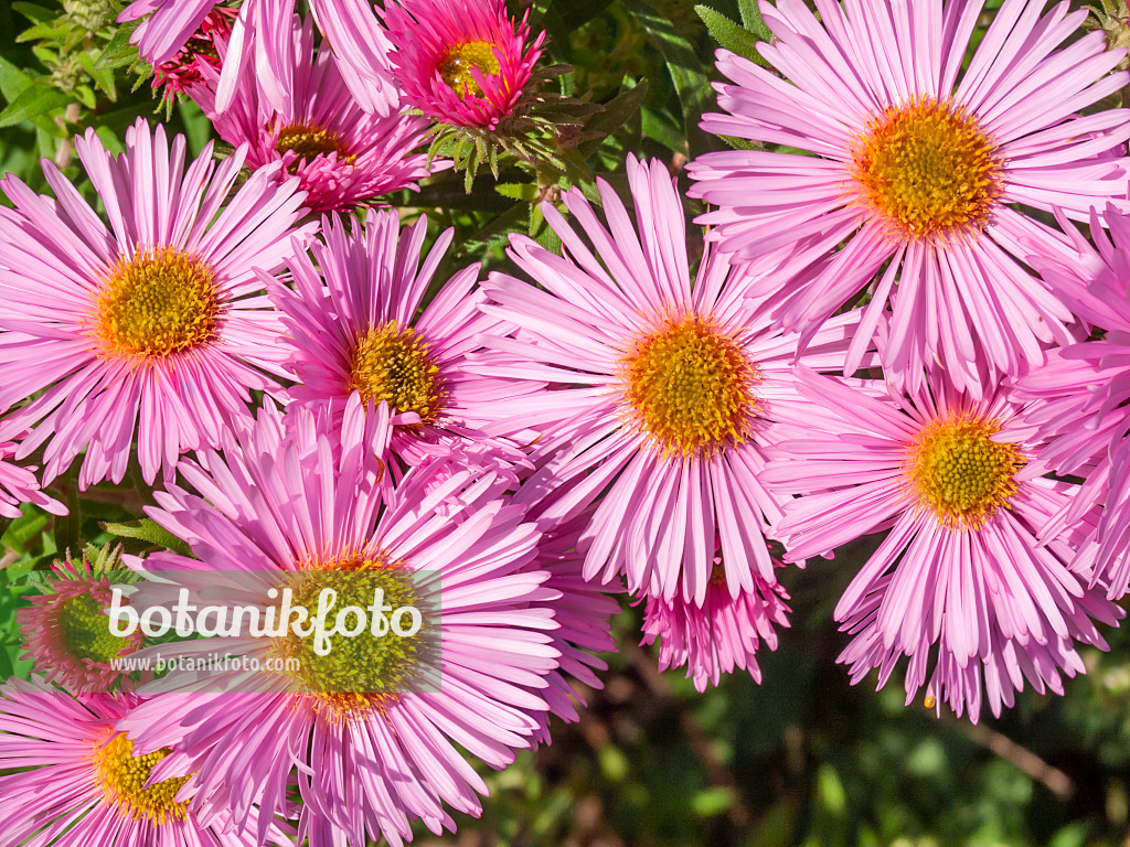 418026 - New England aster (Aster novae-angliae 'Rosa Sieger')