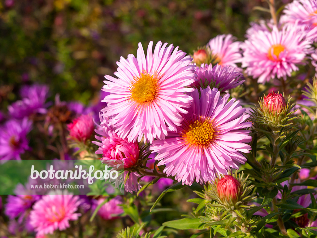 465130 - New England aster (Aster novae-angliae 'Rosa Sieger')