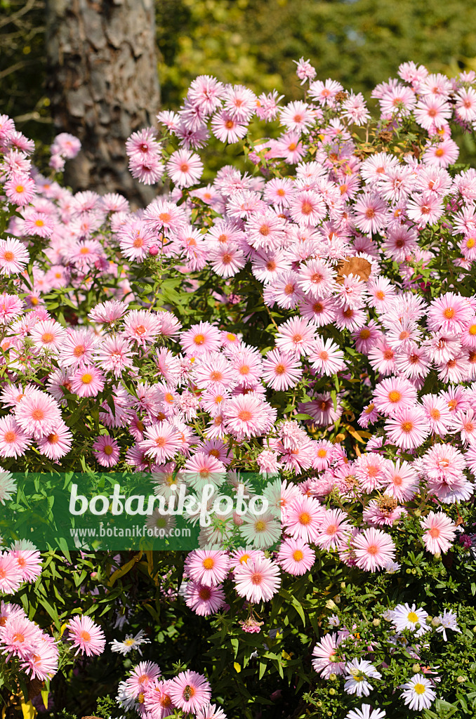 501010 - New England aster (Aster novae-angliae 'Rosa Sieger')