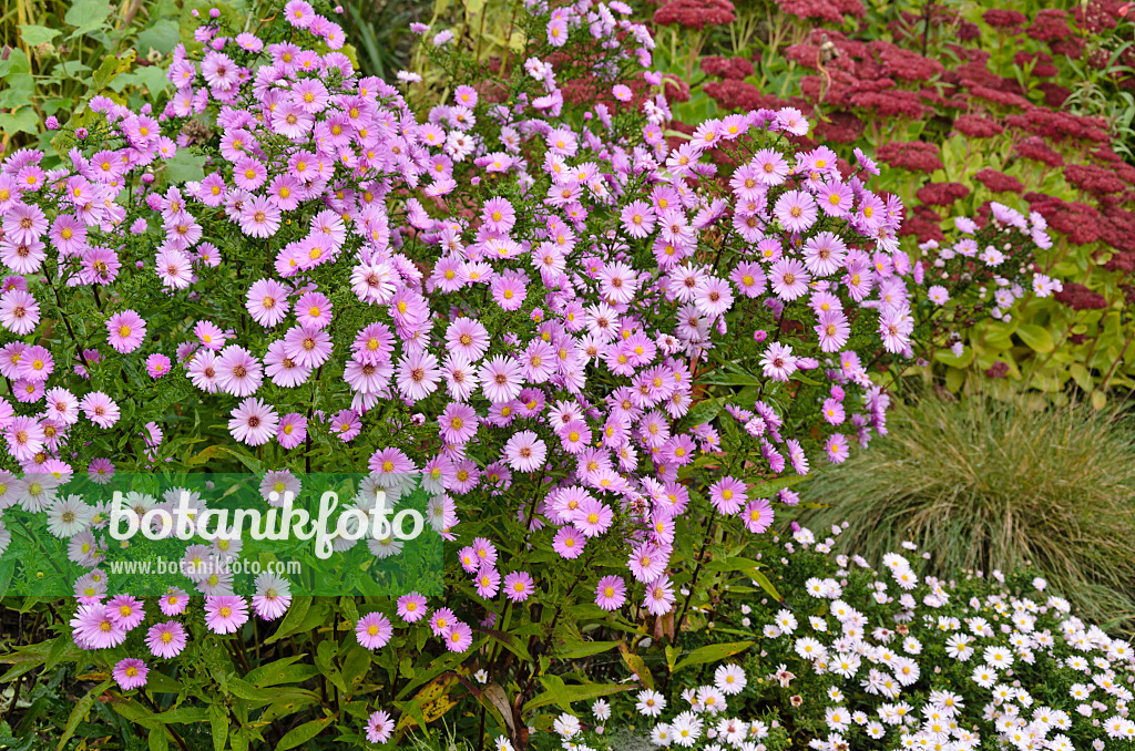 525121 - New England aster (Aster novae-angliae 'Rudelsburg')