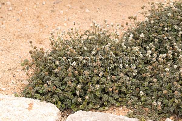 651006 - New Zealand burr (Acaena microphylla 'Kupferteppich')