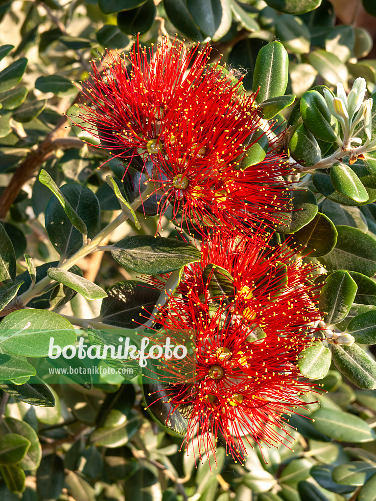 438247 - New Zealand Christmas tree (Metrosideros excelsa)