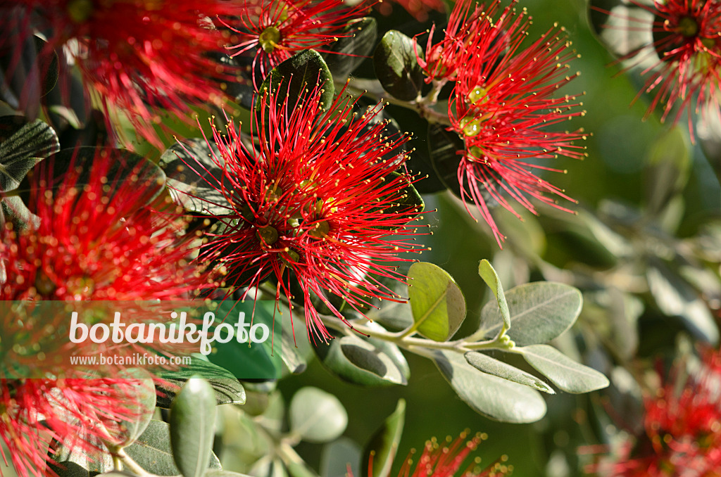 521120 - New Zealand Christmas tree (Metrosideros excelsa)