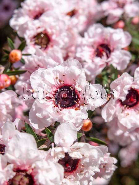 437423 - New Zealand tea (Leptospermum scoparium 'Album Flore Pleno')