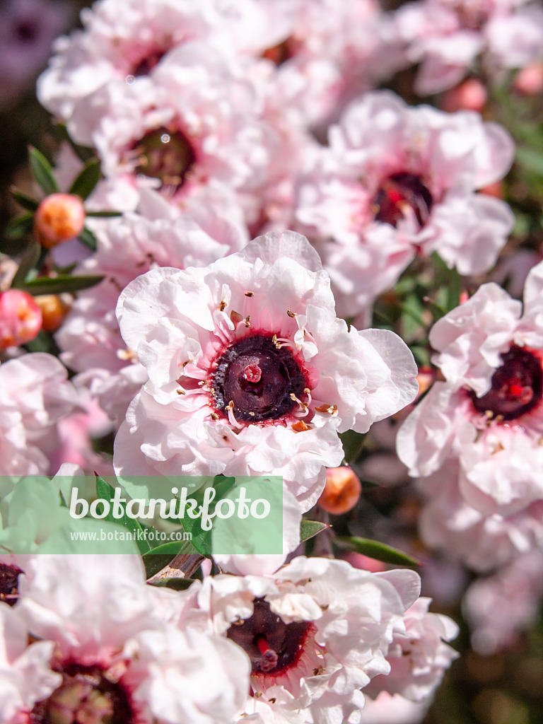 437423 - New Zealand tea (Leptospermum scoparium 'Album Flore Pleno')