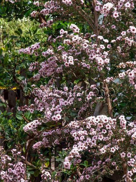 437430 - New Zealand tea (Leptospermum scoparium 'Album Flore Pleno')
