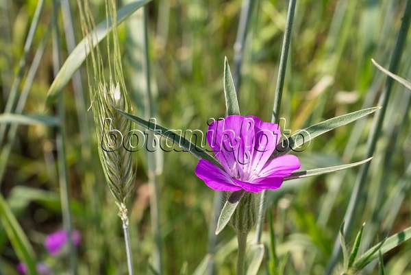 608137 - Nielle des blés (Agrostemma githago) et seigle (Secale cereale)