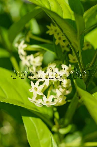 572085 - Night-blooming jasmine (Cestrum nocturnum syn. Cestrum suberosum)