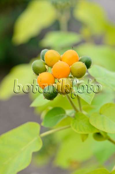525032 - Nightshade (Solanum abutiloides)