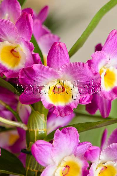 553105 - Noble dendrobium (Dendrobium nobile)