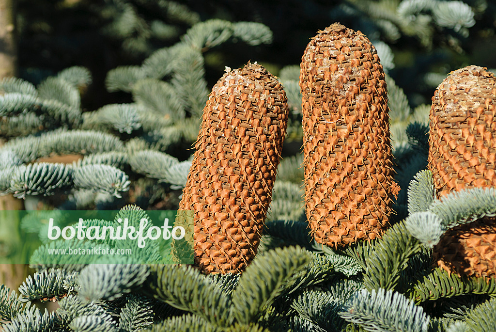 535381 - Noble fir (Abies procera 'Glauca')