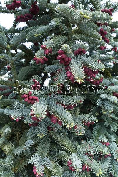 544099 - Noble fir (Abies procera 'Glauca')