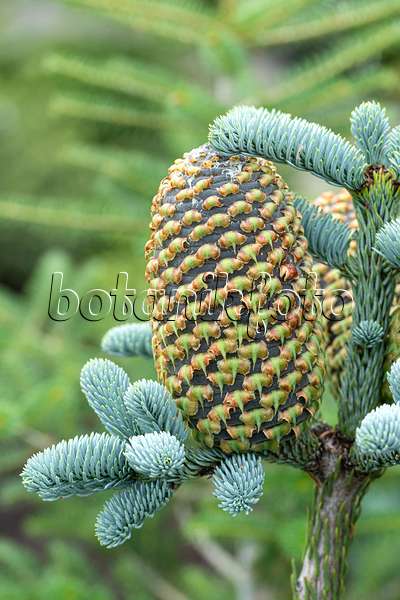 616358 - Noble fir (Abies procera 'Glauca')