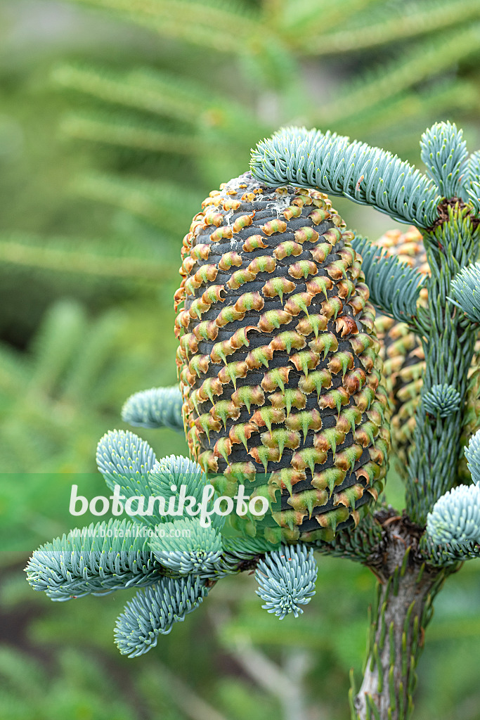 616358 - Noble fir (Abies procera 'Glauca')