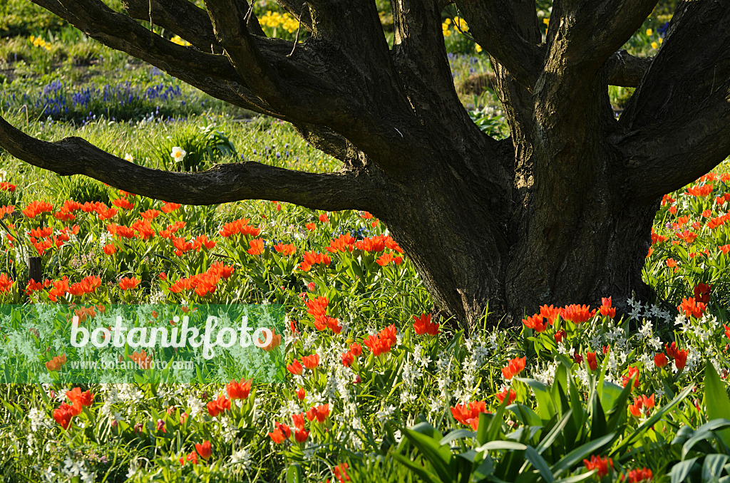 495200 - Nodding Star-of-Bethlehem (Ornithogalum nutans) and tulips (Tulipa)