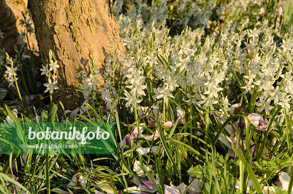 495252 - Nodding Star-of-Bethlehem (Ornithogalum nutans) with magnolia leaves