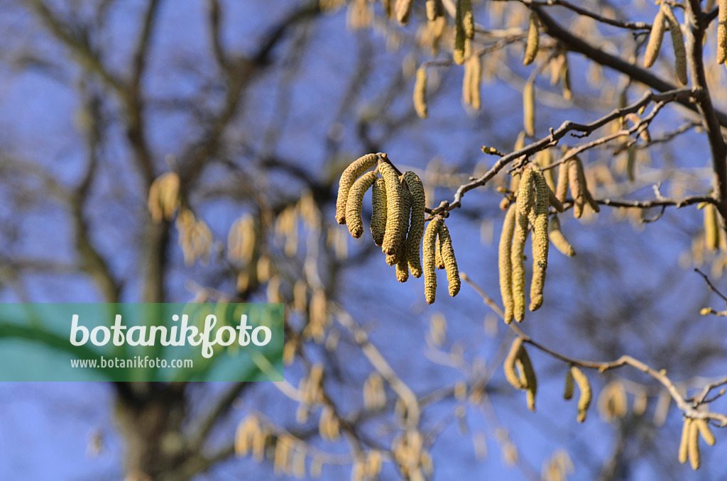 492036 - Noisetier commun (Corylus avellana)