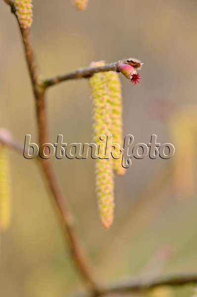 530011 - Noisetier de Mandchourie (Corylus sieboldiana) avec une fleur femelle