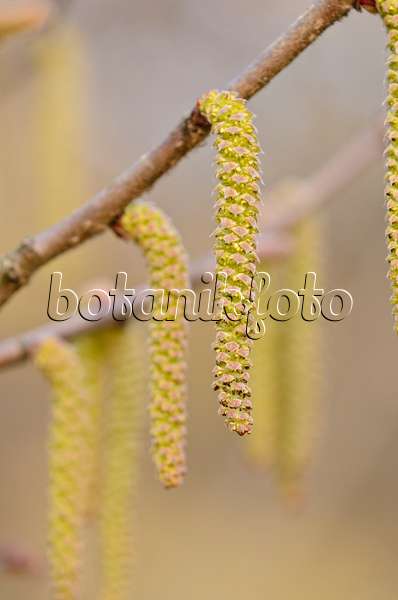 530012 - Noisetier de Mandchourie (Corylus sieboldiana) avec des fleurs mâles