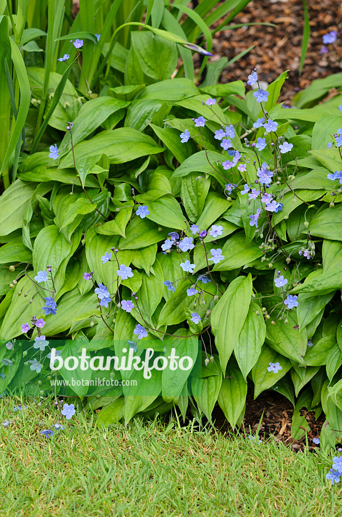 533431 - Nombril de Vénus (Omphalodes cappadocica 'Cherry Ingram')