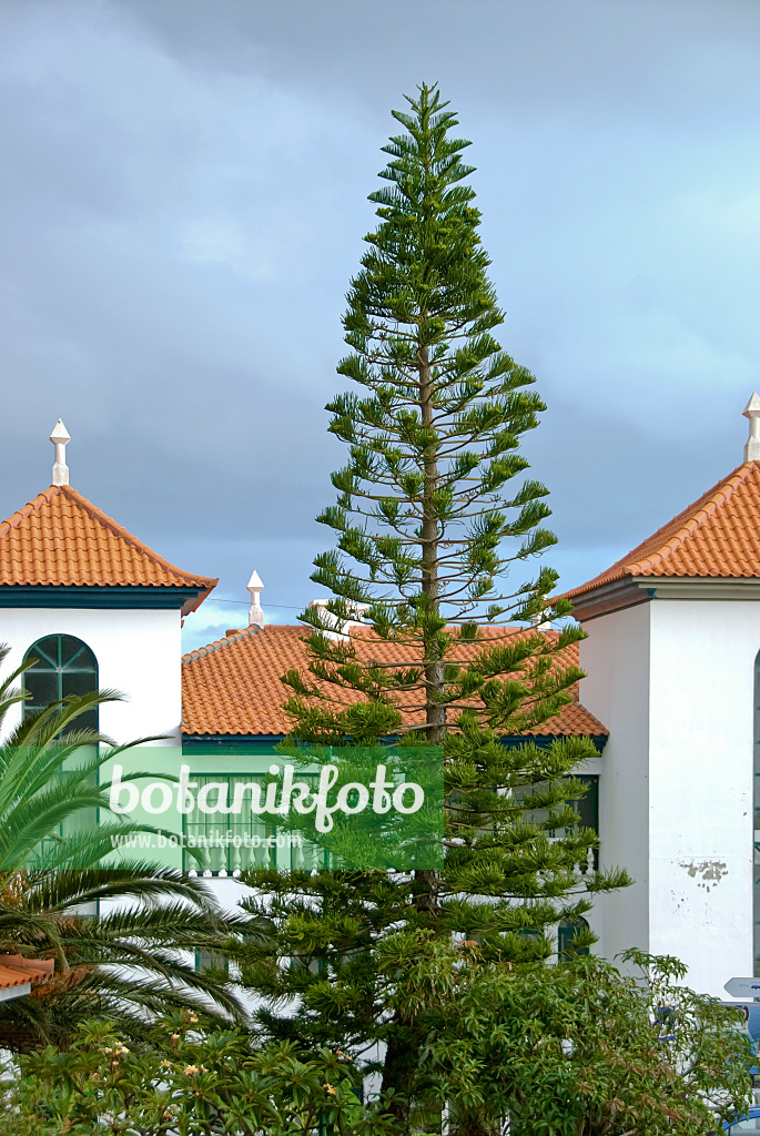 502109 - Norfolk Island pine (Araucaria heterophylla)