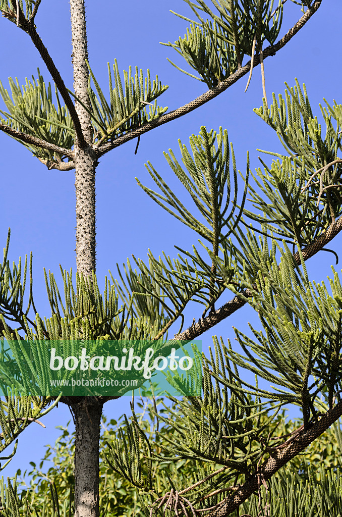 564032 - Norfolk Island pine (Araucaria heterophylla)