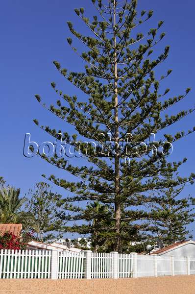 564052 - Norfolk Island pine (Araucaria heterophylla)