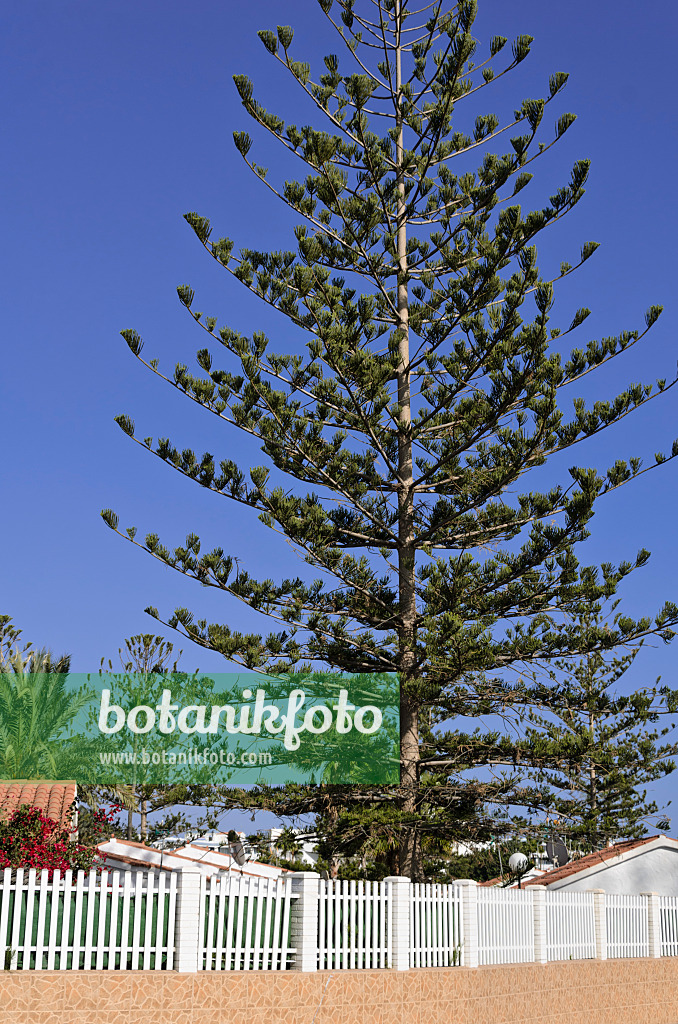 564052 - Norfolk Island pine (Araucaria heterophylla)