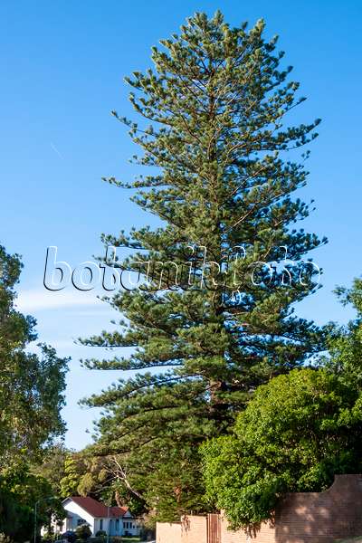454181 - Norfolk Island pine (Araucaria heterophylla), Rose Bay, Sydney, Australia