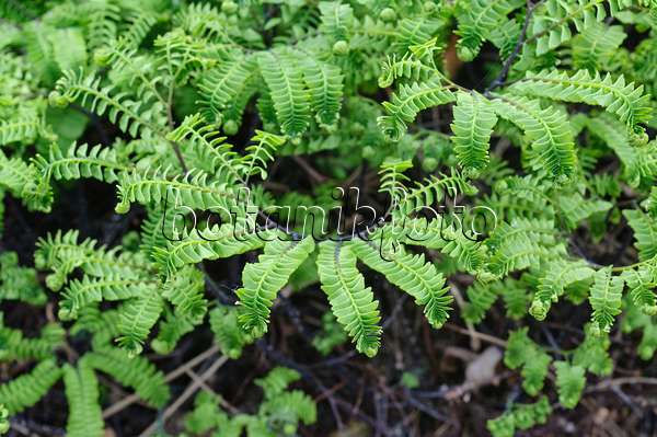 472130 - Northern maidenhair fern (Adiantum pedatum var. aleuticum)