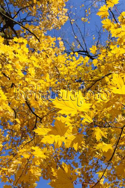 489130 - Norway maple (Acer platanoides)