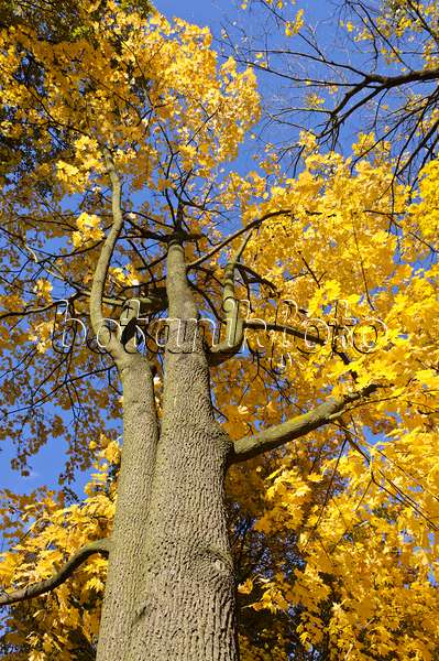 489131 - Norway maple (Acer platanoides)