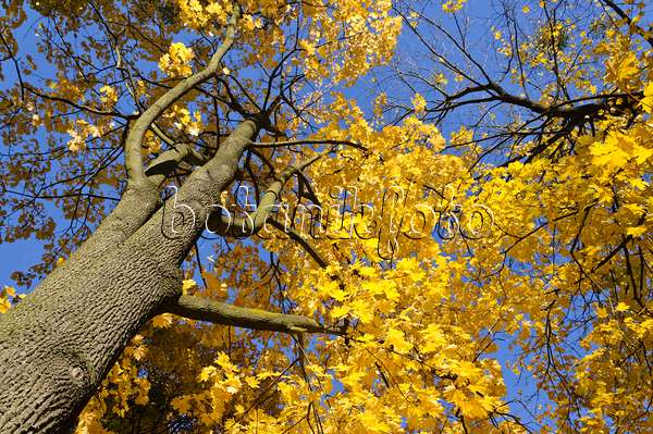 489132 - Norway maple (Acer platanoides)