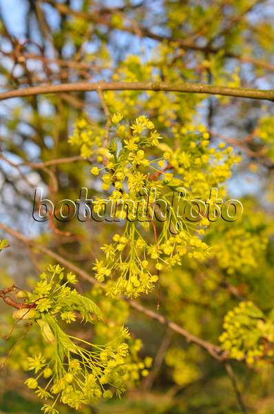 507167 - Norway maple (Acer platanoides)
