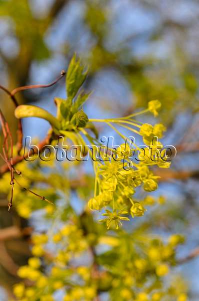 507168 - Norway maple (Acer platanoides)