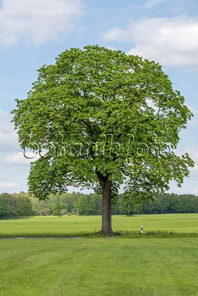 625114 - Norway maple (Acer platanoides)