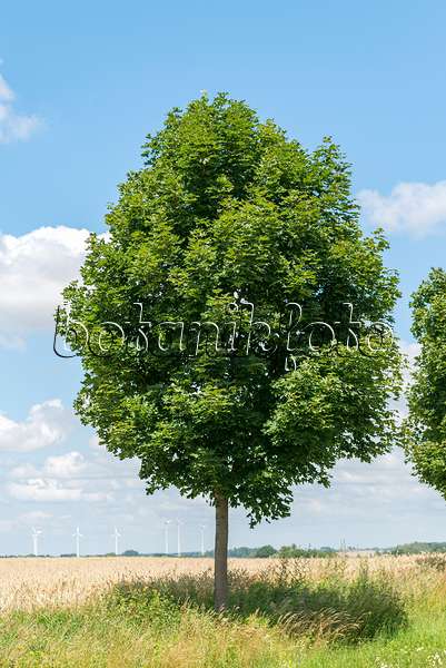 625113 - Norway maple (Acer platanoides 'Cleveland')