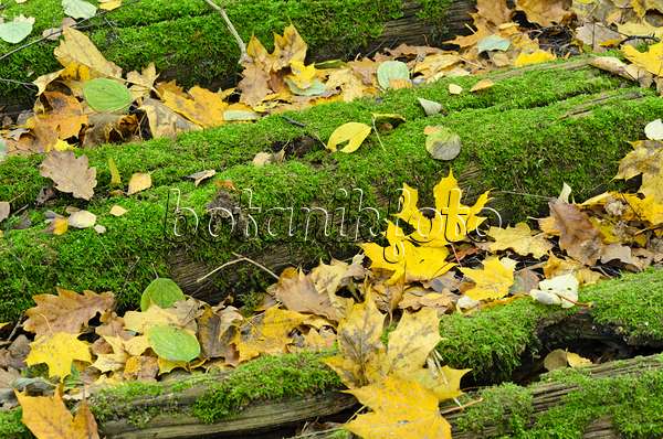 501244 - Norway maple (Acer platanoides) on mossy railway sleepers
