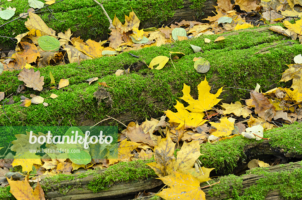 501244 - Norway maple (Acer platanoides) on mossy railway sleepers