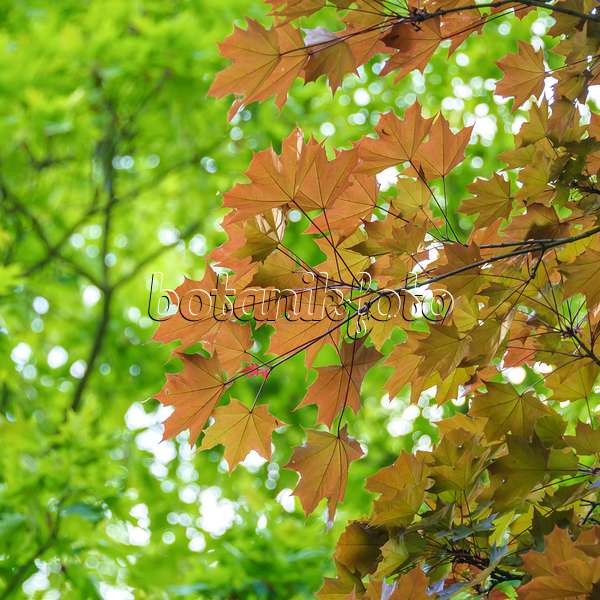 535255 - Norway maple (Acer platanoides 'Schwedleri')