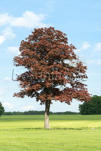 616143 - Norway maple (Acer platanoides 'Schwedleri')