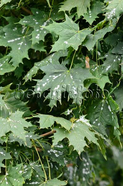 524059 - Norway maple (Acer platanoides) with mildew
