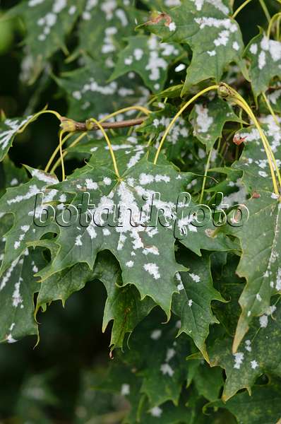 524060 - Norway maple (Acer platanoides) with mildew