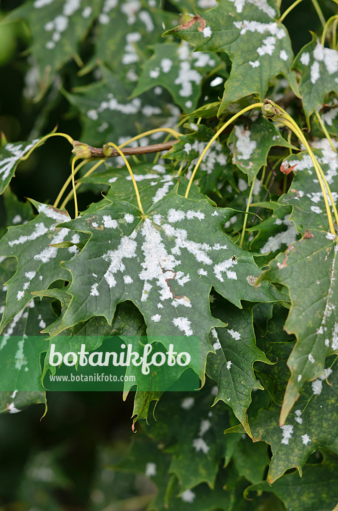 524060 - Norway maple (Acer platanoides) with mildew