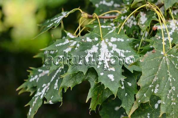 524061 - Norway maple (Acer platanoides) with mildew