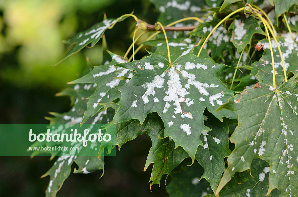 524061 - Norway maple (Acer platanoides) with mildew