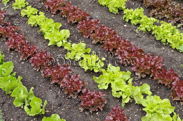 487245 - Oak-leaf lettuce (Lactuca sativa var. crispa 'Kipling' and Lactuca sativa var. crispa 'Sirmai') and loose-leaf lettuce (Lactuca sativa var. crispa 'Lollo Bionda' and Lactuca sativa var. crispa 'Lollo Rosso')