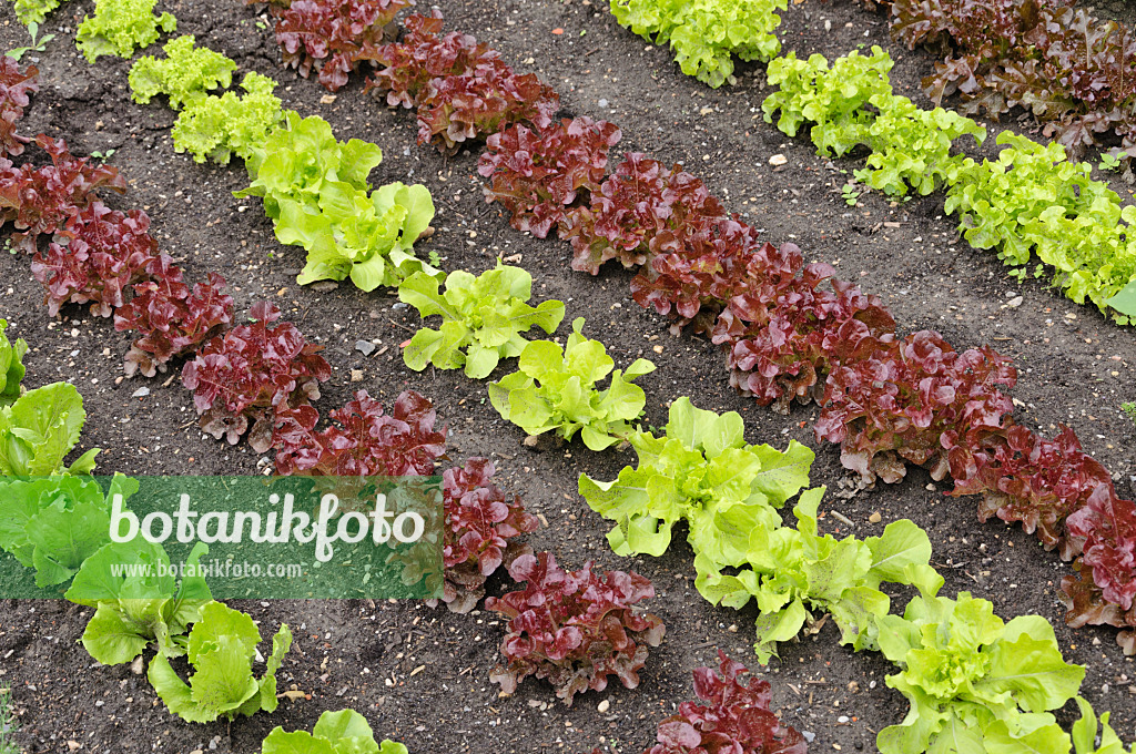 487245 - Oak-leaf lettuce (Lactuca sativa var. crispa 'Kipling' and Lactuca sativa var. crispa 'Sirmai') and loose-leaf lettuce (Lactuca sativa var. crispa 'Lollo Bionda' and Lactuca sativa var. crispa 'Lollo Rosso')